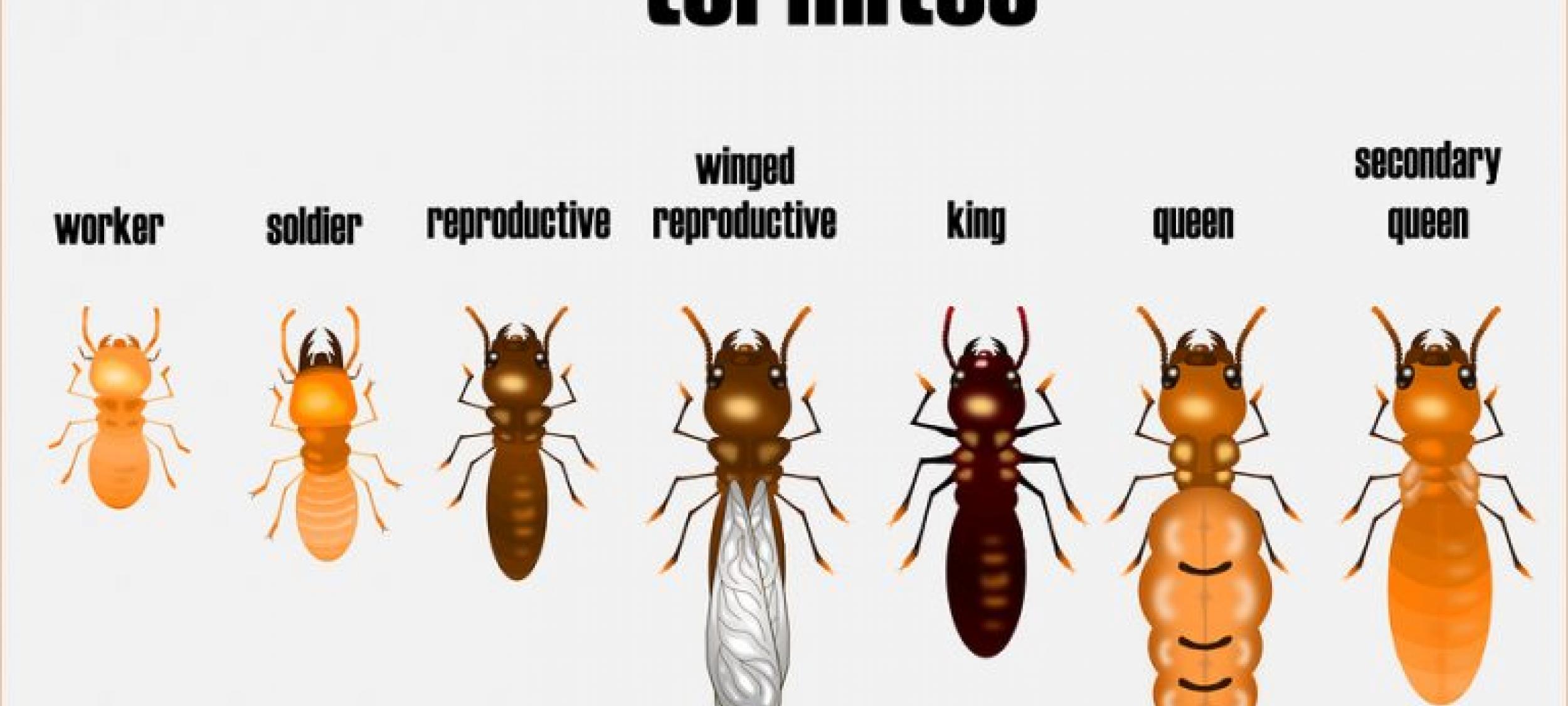 Feel secure with a Wood Destroying Organism report